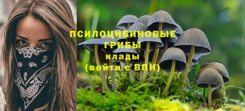 Псилоцибиновые грибы Psilocybine cubensis  Любань 